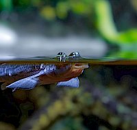 A Look at the Strangest Eyes in Nature
